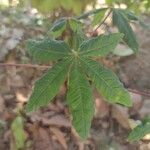 Manihot aesculifolia 葉