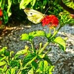 Lantana horrida Hoja