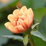 Dahlia spp. Fleur