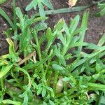 Lepidium coronopus Leaf