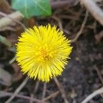 Tussilago farfaraFleur