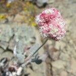 Eriogonum latifolium 花