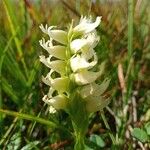 Spiranthes romanzoffiana Цветок