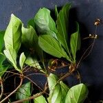 Terminalia amazonia その他の提案