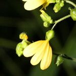 Milleria quinqueflora Blodyn