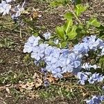 Plumbago auriculata Flower