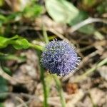 Globularia bisnagaricaKwiat