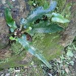 Asplenium sagittatum Natur