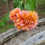 Bougainvillea glabra Virág