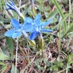 Gentiana sierrae Flower