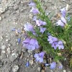 Penstemon linarioides Flor