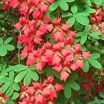 Tropaeolum speciosum 花