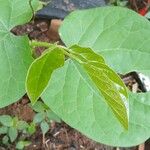 Vigna unguiculata Leaf