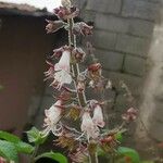 Ocimum lamiifolium Flor