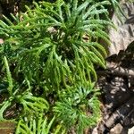 Lycopodium complanatum Folha