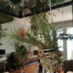 Tillandsia funckianaBlad