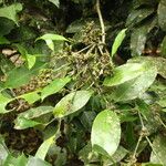 Picralima nitida Hábito