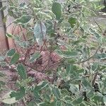 Pittosporum tenuifolium Folha