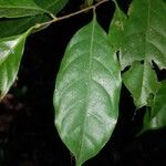 Sarcaulus brasiliensis Yaprak