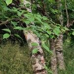 Betula papyrifera बार्क (छाल)