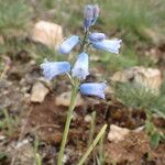 Brimeura amethystina Fula