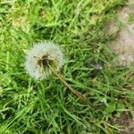 Taraxacum braun-blanquetii Fruit