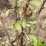 Pyrus communis Frukto