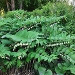 Polygonatum biflorum Blad