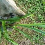 Paspalum fimbriatum Лист