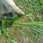 Paspalum fimbriatum Leaf