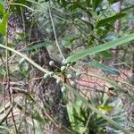 Smilax laurifolia Fuelha