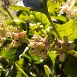 Rumex spinosus Fruit