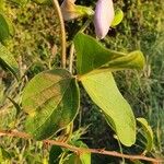 Vigna vexillata Folha