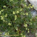 Alchemilla transiens Habit