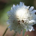 Scabiosa africana Lorea