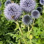 Echinops bannaticus Leaf