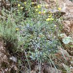 Linum arboreum Natur