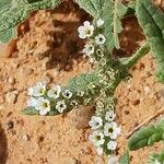 Heliotropium crispum Fleur