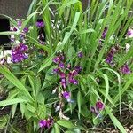 Lathyrus vernus Fula