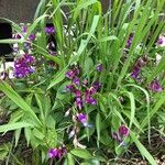 Lathyrus vernus Květ