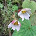 Begonia rubricaulis Floro