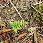 Dryopteris carthusiana برگ