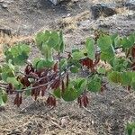 Cercis griffithii Fruit