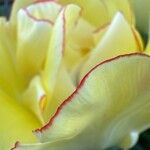 Tulipa greigii 花