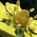 Potentilla inclinata Fula