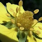 Potentilla inclinata Blomst