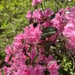 Rhododendron minus Flor