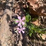 Silene caroliniana Flower