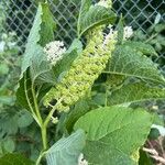 Phytolacca acinosaКветка