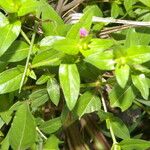 Cuphea carthagenensis Plante entière